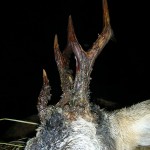 DSCN4834