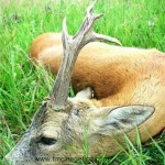 caza en rumania (2)